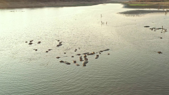 非洲津巴布韦的卡里巴湖。空中的风景，水中的树木，鳄鱼和河马。一大群河马视频素材