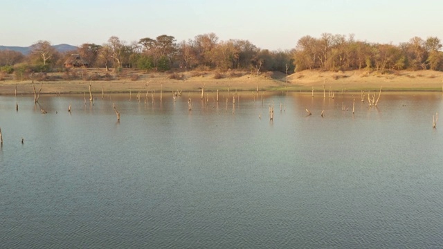 非洲津巴布韦的卡里巴湖。空中的风景，水中的树木，鳄鱼和河马。一大群河马视频素材