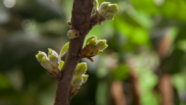 英国的苹果花在春天开放视频素材