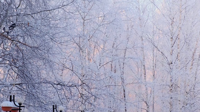 下雪的冬天在阳光明媚的霜雪天，树下大雪，冬天来了，慢动作视频素材