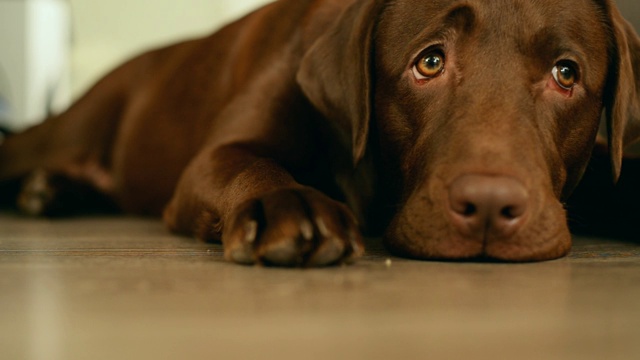 一只愁眉苦脸的拉布拉多犬在等主人下班后睡着了视频素材