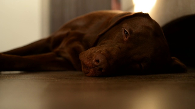 一只愁眉苦脸的拉布拉多犬在等主人下班后睡着了视频素材