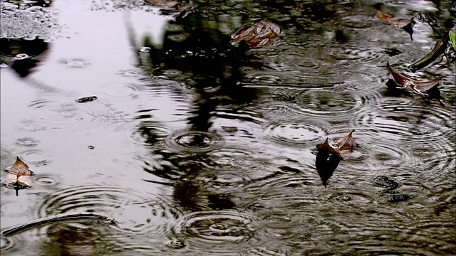 雨滴溅落在森林地面上的水坑里。视频素材