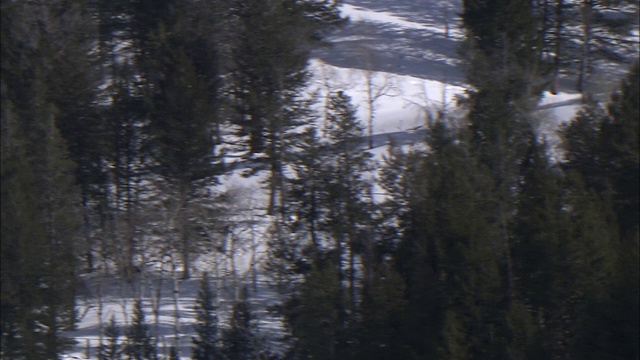 雪覆盖了常青的森林。视频素材