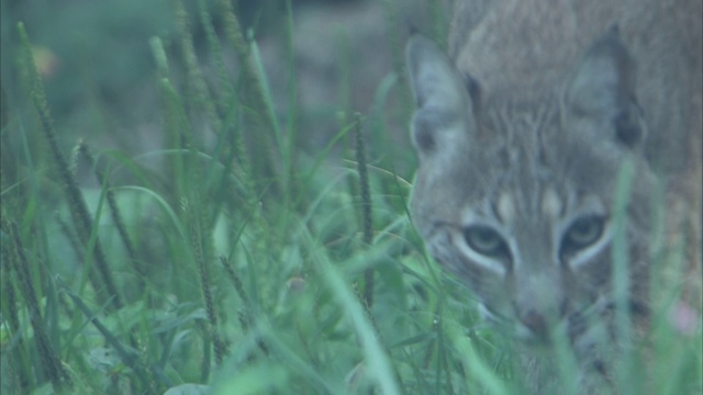 一只山猫在森林中徘徊。视频素材