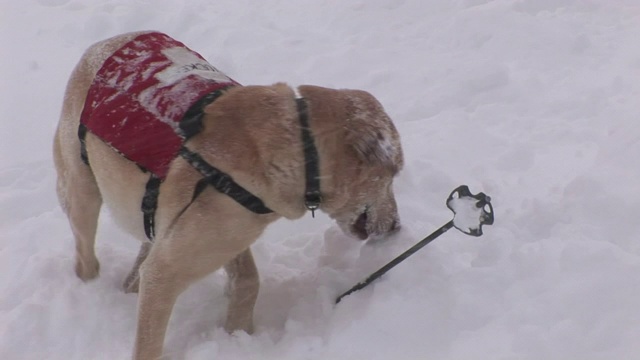 下雪时，一只搜救犬在滑雪杆附近的雪地里挖洞。视频素材