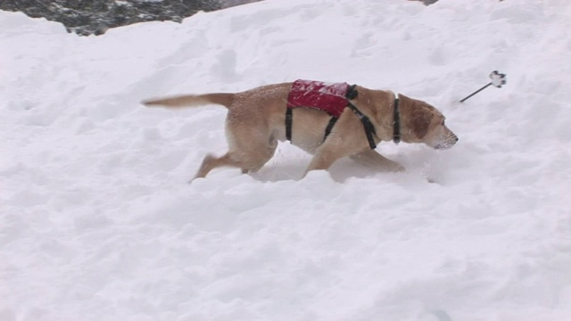 当下雪时，一只搜救犬在滑雪杆附近的雪地里嗅探并挖掘。视频素材