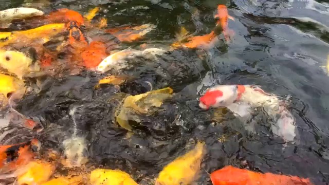 喂养许多色彩艳丽的鲤鱼鱼，锦鲤在池塘里游泳视频素材