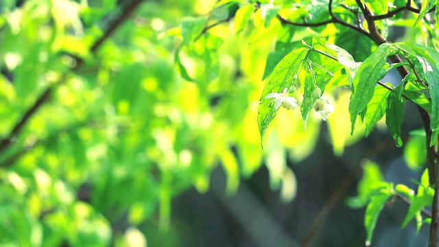 雨滴在花园里，模糊的绿色背景移动的风和阳光在下午的树叶反射视频素材