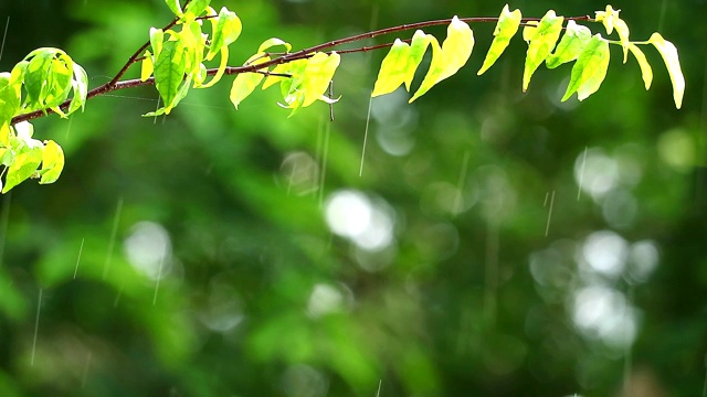 雨点在花园和模糊的绿色背景树枝移动的风和阳光在下午的树叶反射视频素材