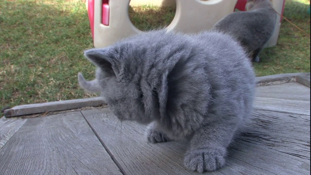 英国短毛猫在院子里闲逛。视频素材