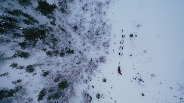 顶视图狗拉雪橇在深厚的雪与拷贝空间视频素材