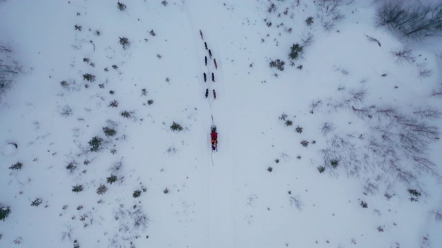 狗拉雪橇在深雪林在俯视图视频素材