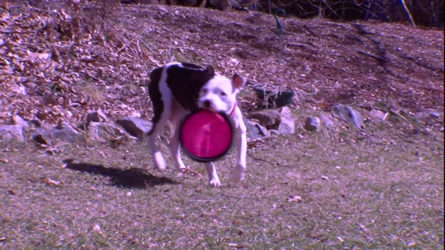 一只美国比特犬拿着一个飞盘绕着院子转。视频素材