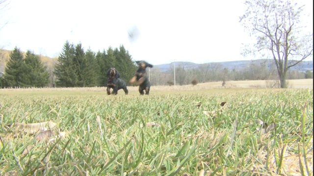 戈登塞特犬在草地上玩耍。视频素材