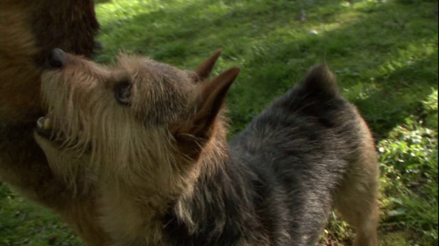 两只诺里奇梗犬向主人乞求食物。视频素材