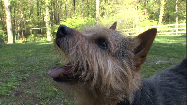 一只诺维奇梗犬向它的主人乞讨。视频素材