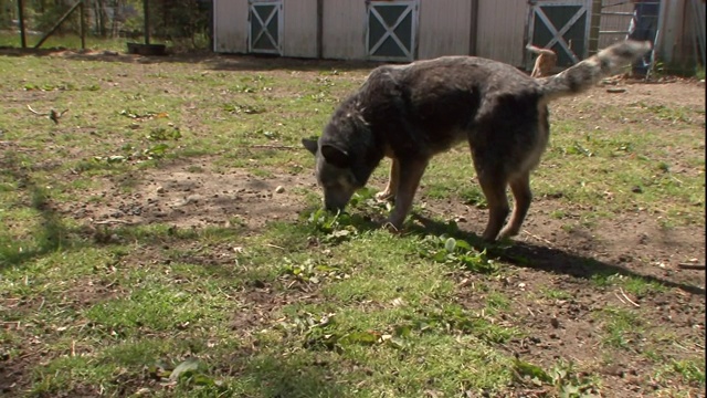 澳大利亚牧牛犬围绕着长满草的围栏互相跟随。视频素材