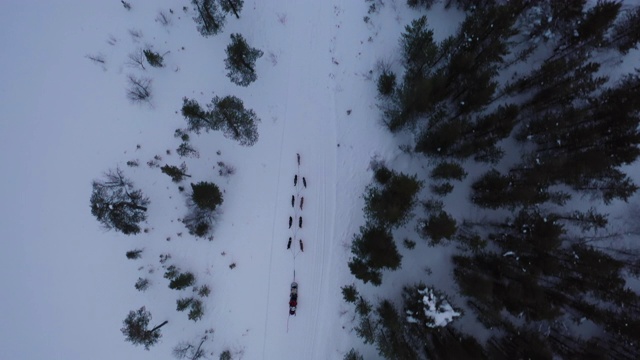 狗在雪地上拉雪橇的跟踪镜头视频素材