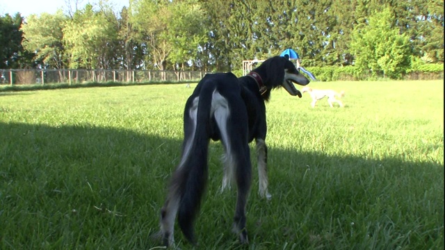 一只萨卢基犬站在长满草的院子里，穿着裤子。视频素材