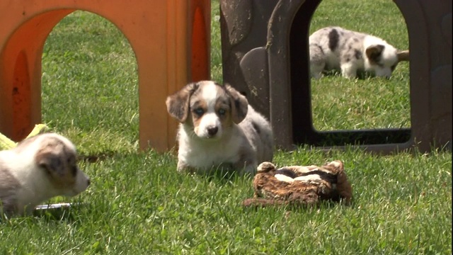 澳大利亚牧牛犬幼犬在游戏室里蹦蹦跳跳。视频素材