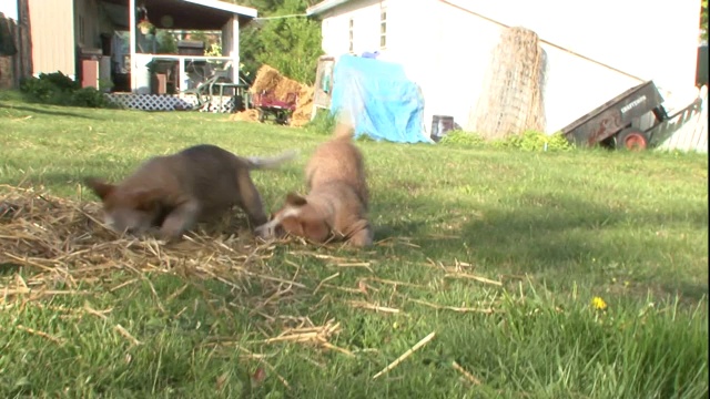 澳大利亚牧牛犬的幼犬在长满草的院子里嬉戏。视频素材