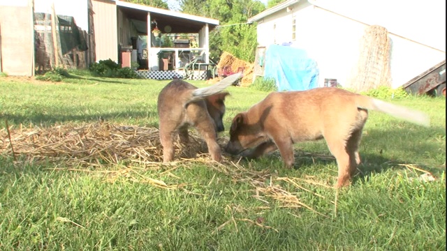 澳大利亚牛狗的幼犬在草地上玩耍。视频素材