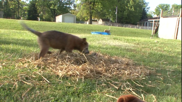 澳大利亚牧牛犬的幼犬在草地上互相追逐。视频素材