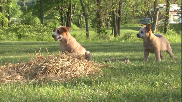 澳大利亚牧牛犬幼犬围绕着草坪互相追逐。视频素材