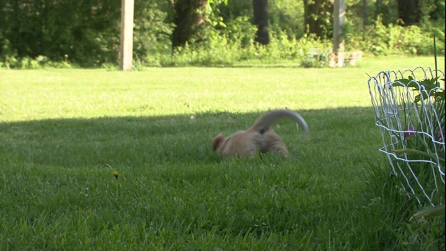 一只澳大利亚牧牛犬幼崽在草地上玩玩具，另一只幼崽也加入进来。视频素材