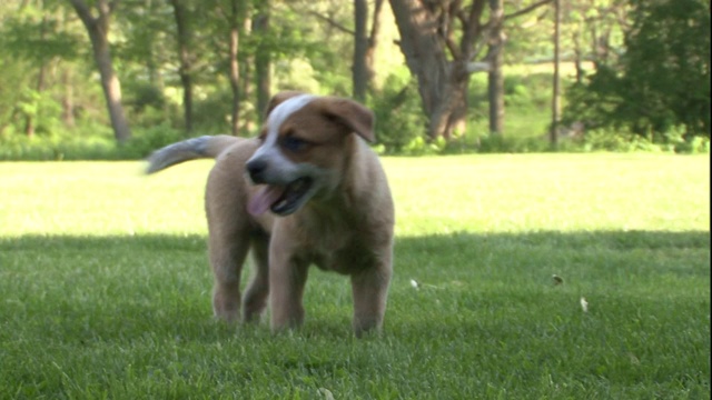 澳大利亚牛狗的幼犬在草地上玩耍。视频素材