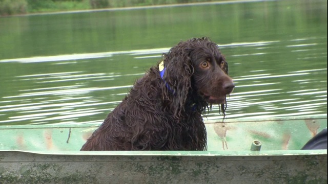 一只波伊金猎犬坐在划艇上，它的主人在划桨。视频素材