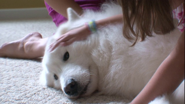 小女孩们抚摸着一只萨摩耶犬。视频素材