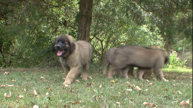 莱昂伯格犬在院子里闲逛。视频素材