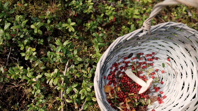 森林里的篮子里放着越橘和鸡油菌。视频素材