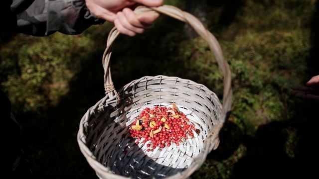 森林里的篮子里放着越橘和鸡油菌。视频素材