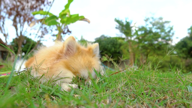 美丽可爱的博美犬躺在明亮的阳光下的绿色草地上。视频素材