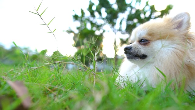 美丽可爱的博美犬躺在明亮的阳光下的绿色草地上。视频素材