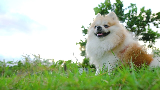 美丽可爱的博美犬躺在明亮的阳光下的绿色草地上。视频素材