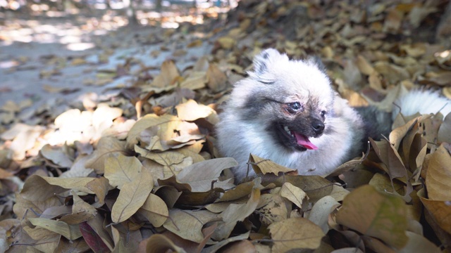 美丽可爱的博美犬坐在干树叶上晒太阳，快乐的时光。视频素材