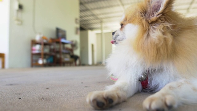 放松的时间，美丽可爱的博美犬睡在水泥地上。视频素材