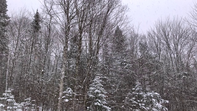 冬天被雪覆盖的森林视频素材