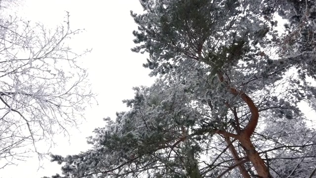 雪树枝视频素材