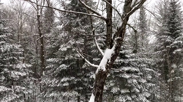 冬天被雪覆盖的森林视频素材