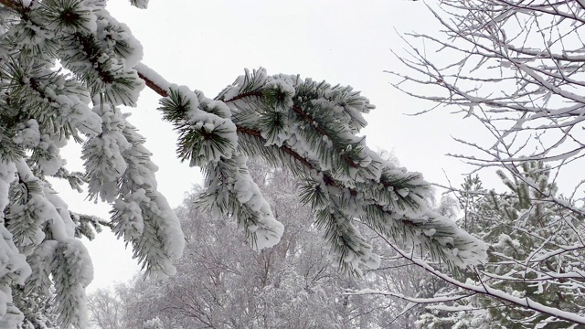 雪松树枝视频素材