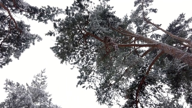 松树林降雪视频素材