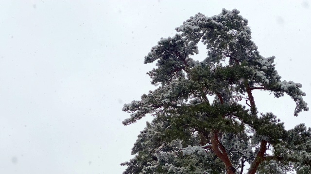 松树顶端降雪视频素材