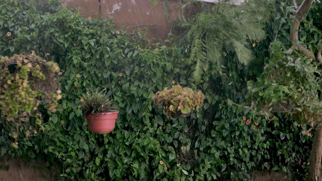 暴雨期间，大雨和冰雹击中悬挂的植物视频素材