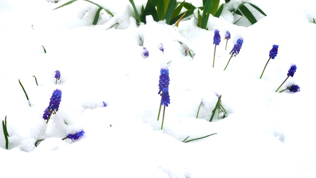 春天紫色的花覆盖着雪视频素材