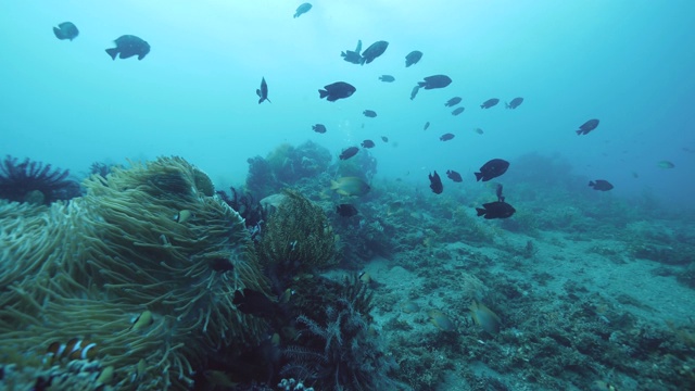 海洋生物多样性多样性的鱼类，珊瑚和羽星海百合在海洋。视频素材